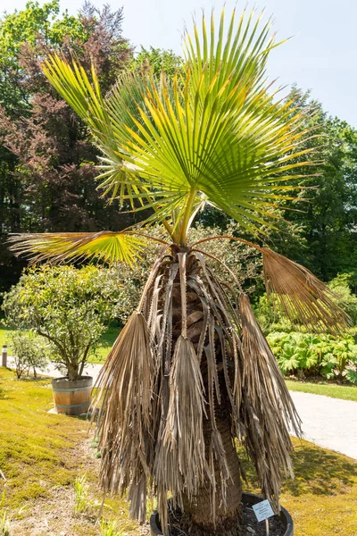 Zurich Switzerland May 2023 Mexican Fan Palm Washingtonia Robusta Botanical — Stock Photo, Image
