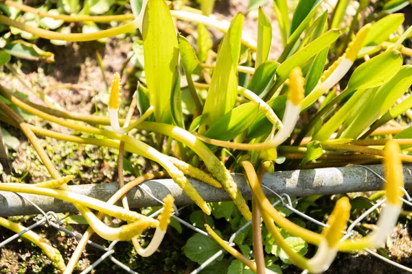 Zürich Schweiz Mai 2023 Schwebende Arum Oder Orontium Aquaticum Pflanze — Stockfoto