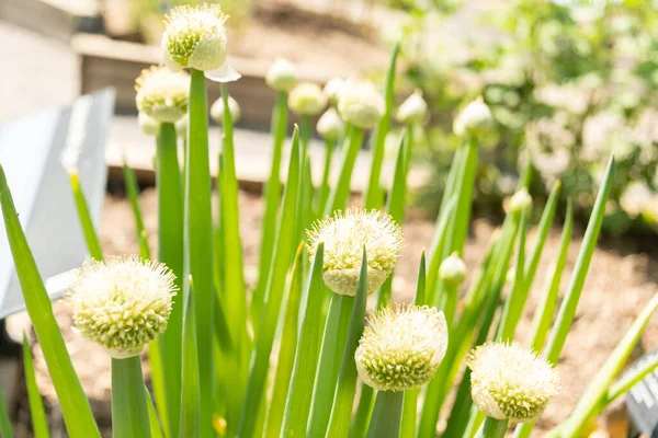 Zürich Schweiz Maj 2023 Bunchningslök Eller Allium Fistulosum Växt Vid — Stockfoto
