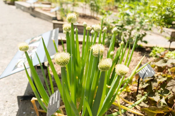 Zürih Sviçre Mayıs 2023 Botanik Bahçesinde Soğan Veya Allium Fistulosum — Stok fotoğraf