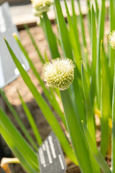 Curych Švýcarsko Května 2023 Bunching Onion Allium Fistulosum Plant Botanical — Stock fotografie