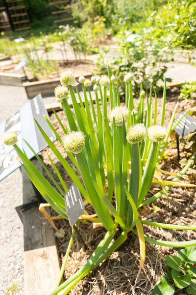 瑞士苏黎世 2023年5月22日在植物园种植洋葱或鹰嘴豆 — 图库照片