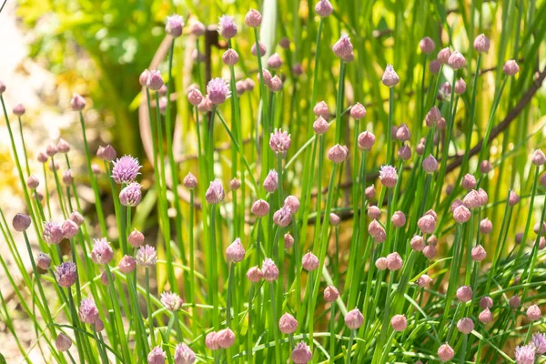 瑞士苏黎世 2023年5月22日Allium Schoenoprasum或Chves植物在植物园 — 图库照片