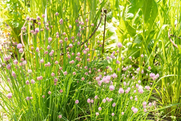 Zurique Suíça Maio 2023 Allium Schoenoprasum Planta Cebolinha Jardim Botânico — Fotografia de Stock