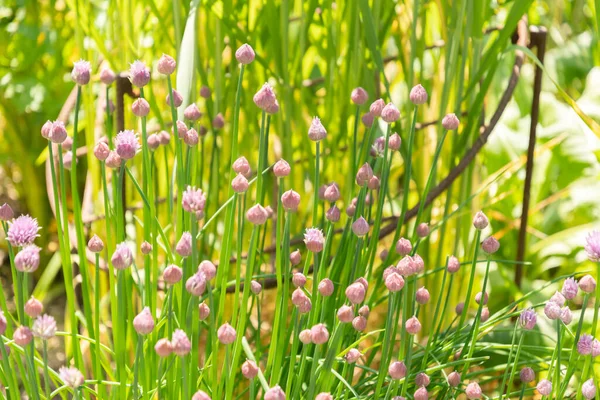 Zürich Zwitserland Mei 2023 Allium Schoenoprasum Bieslook Plant Botanische Tuin — Stockfoto
