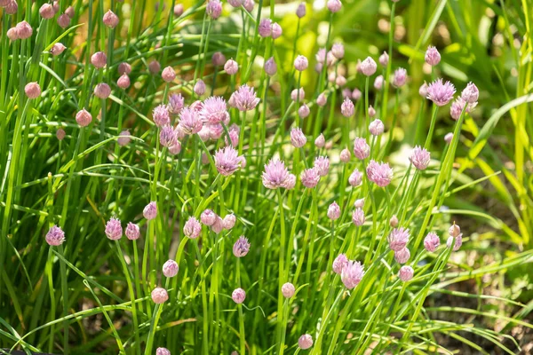 Zurich Suiza Mayo 2023 Allium Schoenoprasum Planta Cebollino Jardín Botánico —  Fotos de Stock