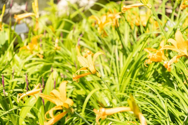 Zurique Suíça Maio 2023 Amur Daylily Hemerocallis Middendorffii Planta Jardim — Fotografia de Stock