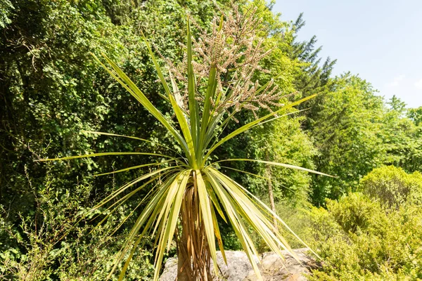 stock image Zurich, Switzerland, May 22, 2023 Cabbage tree or Cordyline Australis plant at the botanical garden