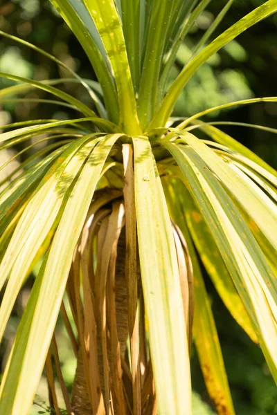 stock image Zurich, Switzerland, May 22, 2023 Cabbage tree or Cordyline Australis plant at the botanical garden