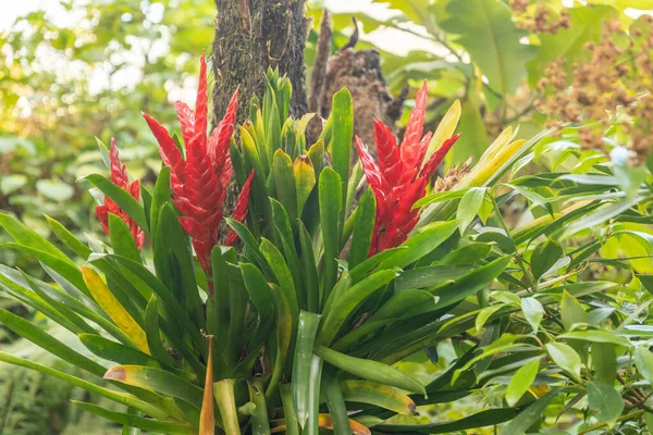 Zürih Sviçre Mayıs 2023 Tillandsia Guatemalensis Bitkisi Botanik Bahçesinde — Stok fotoğraf