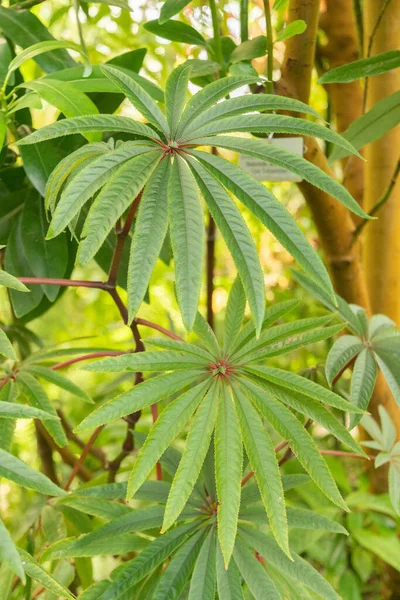 stock image Zurich, Switzerland, May 22, 2023 Palm leaf begonia or Begonia Luxurians at the botanical garden