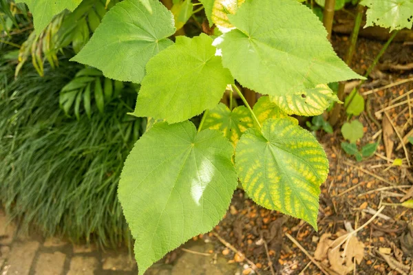 Zurich Switzerland May 2023 African Hemp Plant Sparrmannia Africana Botanical — Stock Photo, Image