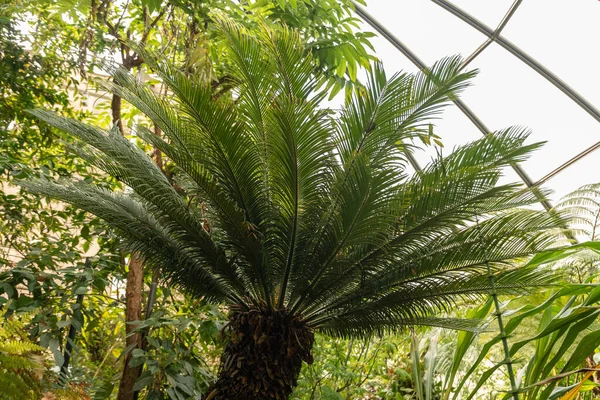 Zurich Switzerland May 2023 Japanese Sago Palm Cycas Revoluta Botanical — Stock Photo, Image