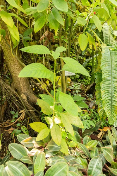 瑞士苏黎世 2023年5月22日在植物园种植的点状野生咖啡植物 — 图库照片