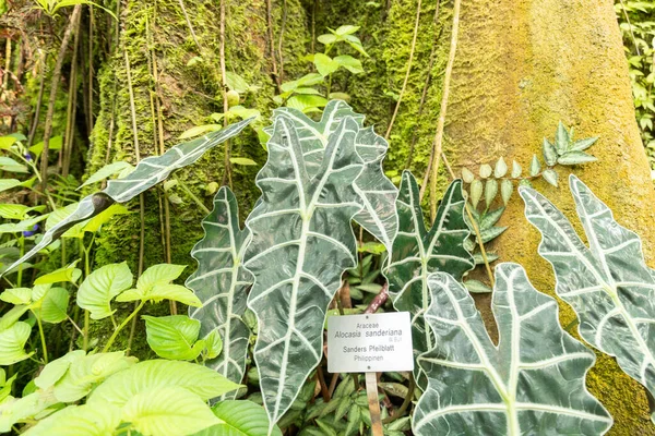 瑞士苏黎世 2023年5月22日克里斯植物或Alocasia Sanderiana在植物园 — 图库照片
