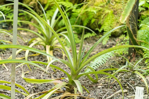 瑞士苏黎世 2023年5月22日 在植物园种植菠萝 — 图库照片