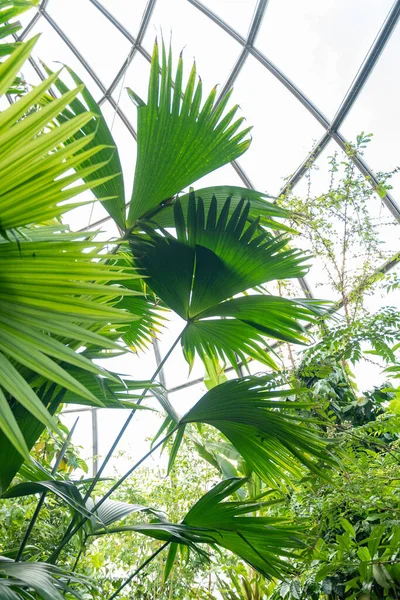 Curych Švýcarsko Května 2023 Panamská Kloboučnice Nebo Carludovica Palmata Botanické — Stock fotografie
