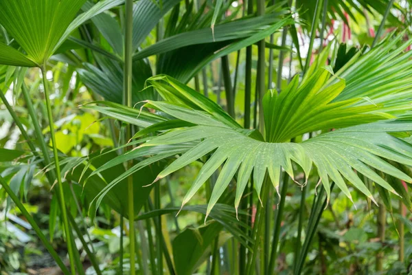 Zürih Sviçre Mayıs 2023 Panama Şapka Fabrikası Veya Botanik Bahçesindeki — Stok fotoğraf