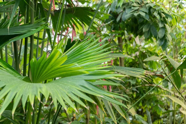 Zürich Zwitserland Mei 2023 Panama Hoedenplant Carludovica Palmata Botanische Tuin — Stockfoto