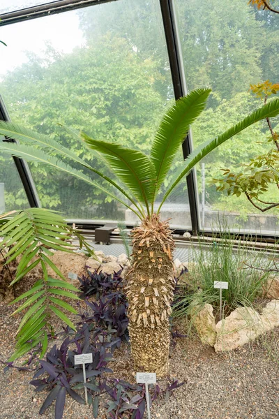 Curych Švýcarsko Května 2023 Kaštanová Dioonka Nebo Dioon Edule Botanické — Stock fotografie