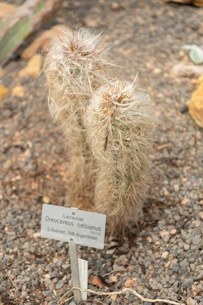 스위스 취리히 2023 Old Man Oleocereus Celsianus Cactus Botanical Garden — 스톡 사진
