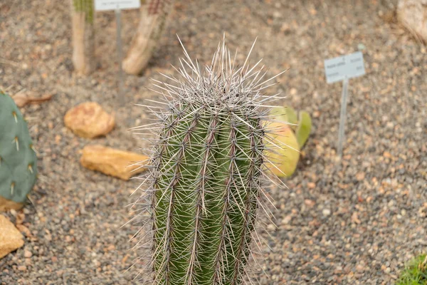 Zürih Sviçre Mayıs 2023 Saguaro Kaktüsü Veya Botanik Bahçesindeki Carnegiea — Stok fotoğraf