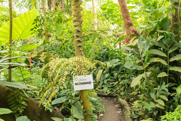 Curych Švýcarsko Května 2023 Botanické Zahradě Jsou Vystaveny Různé Tropické — Stock fotografie