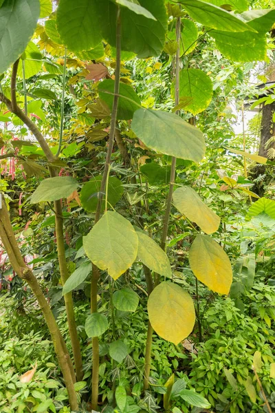 stock image Zurich, Switzerland, May 24, 2023 False nettle plant or Boehmeria Platyphylla at the botanical garden