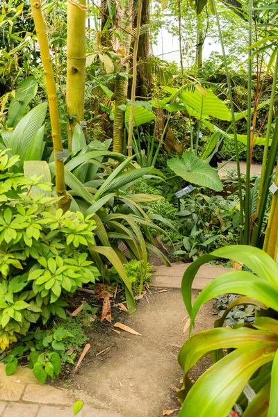 Curych Švýcarsko Května 2023 Tropické Exotické Plantáže Jsou Vystaveny Botanické — Stock fotografie