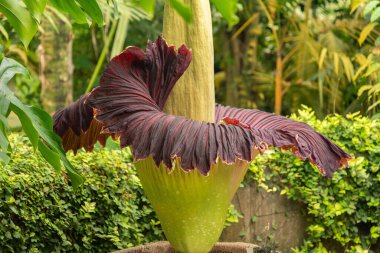Zürih, İsviçre, 24 Mayıs 2023 Titan arumu veya botanik bahçesindeki Amorphophallus Titanum