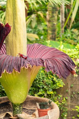 Zürih, İsviçre, 24 Mayıs 2023 Titan arumu veya botanik bahçesindeki Amorphophallus Titanum