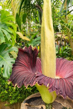 Zürih, İsviçre, 24 Mayıs 2023 Titan arumu veya botanik bahçesindeki Amorphophallus Titanum