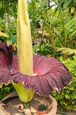 Zürih, İsviçre, 24 Mayıs 2023 Titan arumu veya botanik bahçesindeki Amorphophallus Titanum