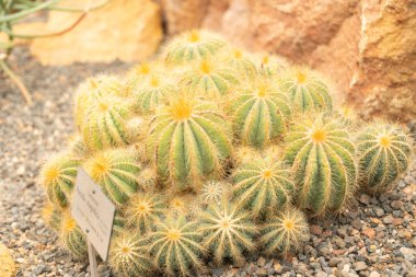 Zürih, İsviçre, 24 Mayıs 2023 Top Kaktüsü veya botanik bahçesindeki Parodi Magnifica