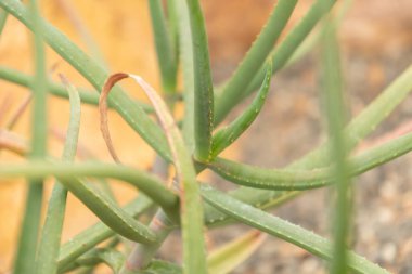 Zürih, İsviçre, 24 Mayıs 2023 Aloe Isaloensis bitkisi botanik bahçesinde.