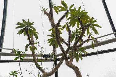 Zürih, İsviçre, 24 Mayıs 2023 Madagaskar palmiyesi veya botanik bahçesindeki Pachypodium Lamerei fabrikası