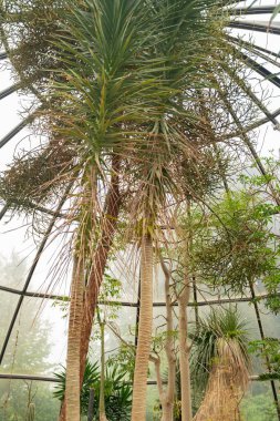Zürih, İsviçre, 24 Mayıs 2023 Dracaena Ellenbeckiana bitkisi botanik bahçesinde