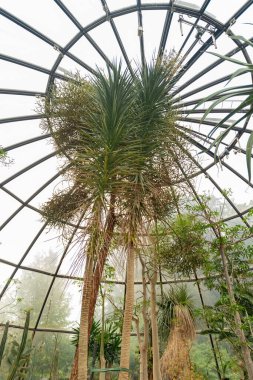 Zürih, İsviçre, 24 Mayıs 2023 Dracaena Ellenbeckiana bitkisi botanik bahçesinde