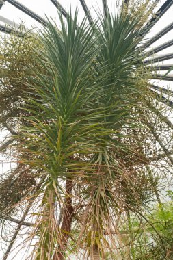Zürih, İsviçre, 24 Mayıs 2023 Dracaena Ellenbeckiana bitkisi botanik bahçesinde