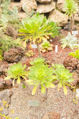 Zürih, İsviçre, 24 Mayıs 2023 Botanik Bahçesindeki Aeonyum Hierrense fabrikası