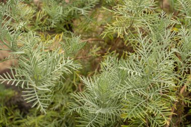 Zürih, İsviçre, 24 Mayıs 2023 Lavandula Canariensis bitkisi botanik bahçesinde.