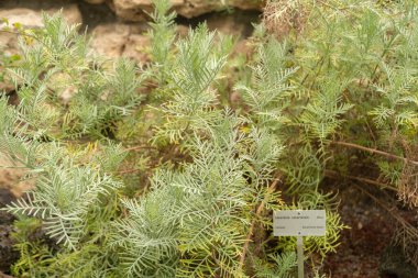 Zürih, İsviçre, 24 Mayıs 2023 Lavandula Canariensis bitkisi botanik bahçesinde.