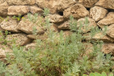 Zürih, İsviçre, 24 Mayıs 2023 Lavandula Canariensis bitkisi botanik bahçesinde.