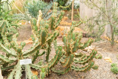 Zürih, İsviçre, 24 Mayıs 2023 Euphorbia Caerulescens botanik bahçesine bitki yetiştirdi.