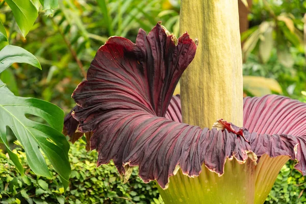 Zürih, İsviçre, 24 Mayıs 2023 Titan arumu veya botanik bahçesindeki Amorphophallus Titanum