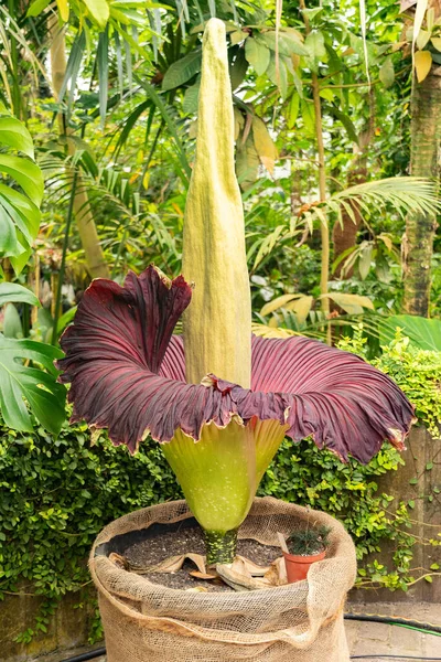 Zürih, İsviçre, 24 Mayıs 2023 Titan arumu veya botanik bahçesindeki Amorphophallus Titanum