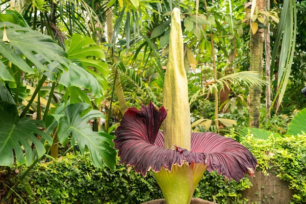 Zürih, İsviçre, 24 Mayıs 2023 Titan arumu veya botanik bahçesindeki Amorphophallus Titanum