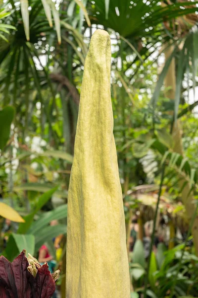 Zürih, İsviçre, 24 Mayıs 2023 Titan arumu veya botanik bahçesindeki Amorphophallus Titanum