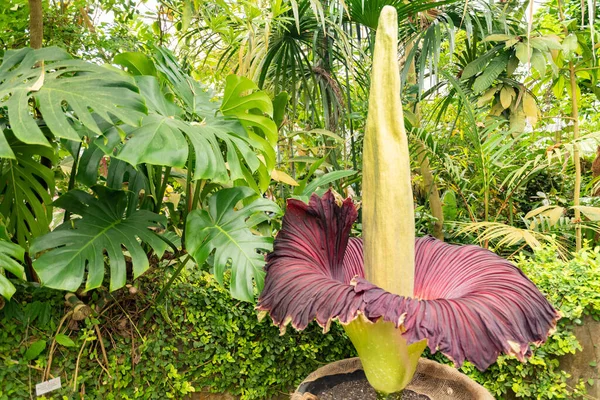 Zürih, İsviçre, 24 Mayıs 2023 Titan arumu veya botanik bahçesindeki Amorphophallus Titanum