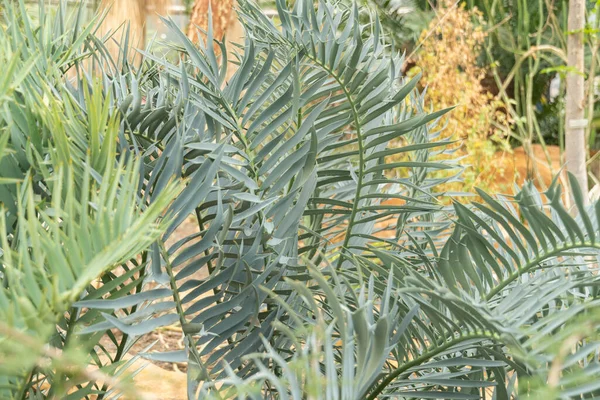 Ζυρίχη Ελβετία Μαΐου 2023 Karoo Cycad Encephalartos Lehmannii Φυτό Στο — Φωτογραφία Αρχείου